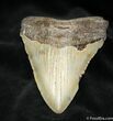 / Inch Megalodon Tooth With Stand #958-2